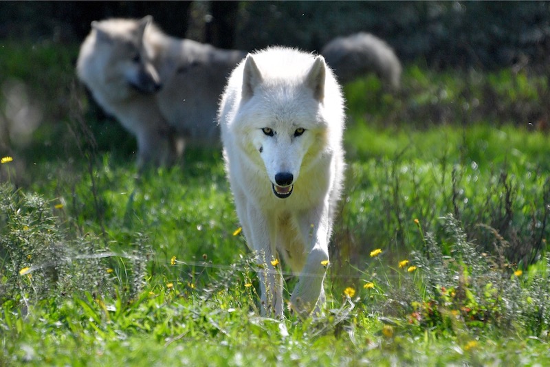 An artic wolf strolls through its enclosure at the La Planete Sauvage zoological park in Port-Saint-Pere, western France, on October 14, 2017. u00e2u20acu201d AFP pic