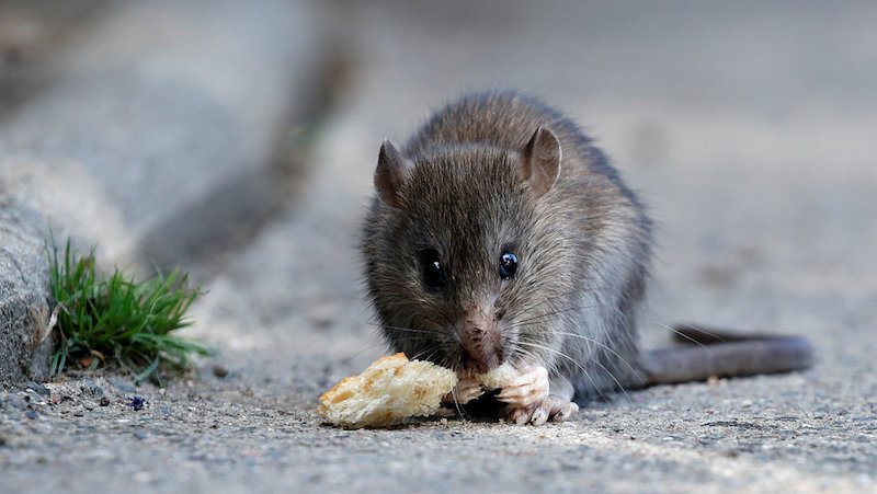 A rat eats pieces of bread thrown by tourists near the Pont-Neuf bridge over the river Seine in Paris August 1, 2017. u00e2u20acu201d Reuters pic