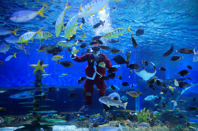 A professional diver dressed as Santa Claus feeds the fish in a huge aquarium inside Ocean Park in Manila December 18, 2017. u00e2u20acu201d Reuters pic
