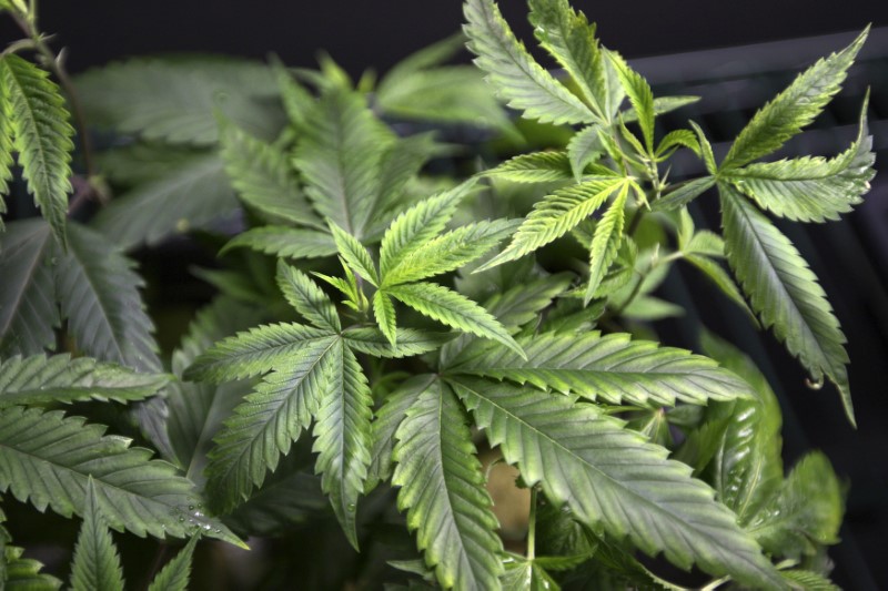 Marijuana plants for sale are displayed at the California Heritage Market in Los Angeles July 11, 2014. u00e2u20acu201d Reuters pic