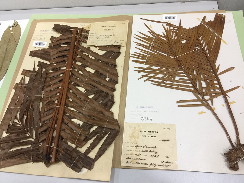 Specimens at the Penang Botanic Gardens herbarium.