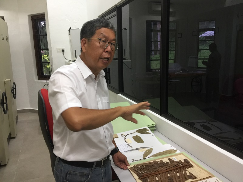 Saw showing some of the specimens at the herbarium in the gardens.
