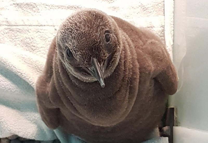 Maru, the first King Penguin in almost 10 years, made its appearance at Jurong Bird Park on Wednesday. u00e2u20acu201d Wildlife Reserves Singapore via TODAY