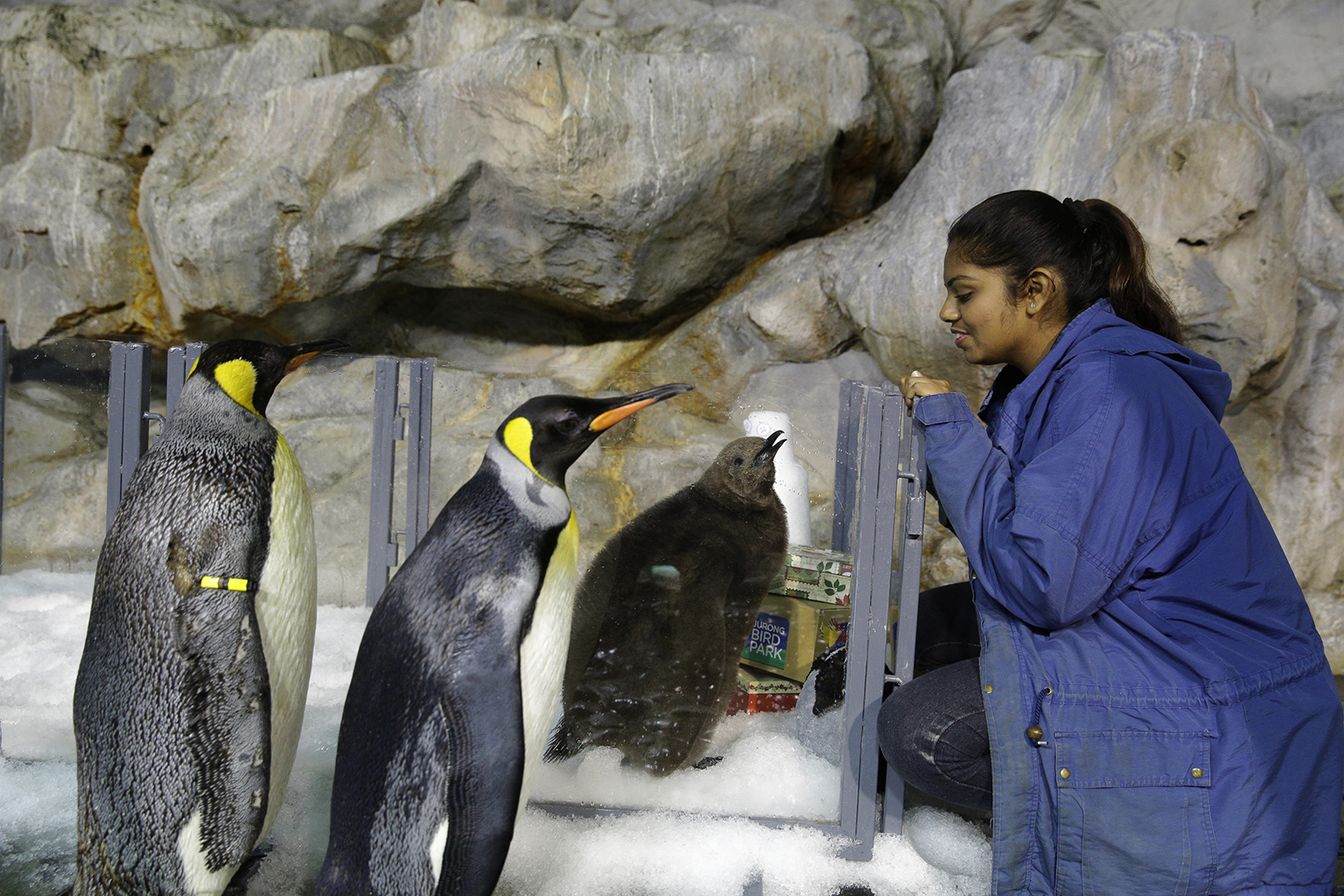 Junior avian keeper Benazir Begum looking at a two-month-old Maru the penguin. — AFP pic