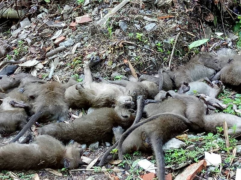 Around 38 carcasses  of monkeys suspected to have been poisoned were found in an old quarry near Bukit Larut, Taiping on December 21, 2017. u00e2u20acu201d Picture by Marcus Pheong