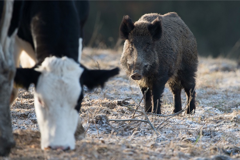 Wild boar Johann stands on a meadow with cattle in Meensen near Goettingen, central Germany November 30, 2016. u00e2u20acu201d AFP pic