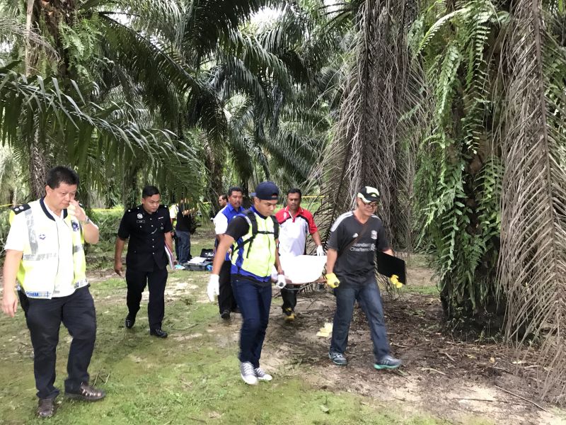 The body of S. Letchumi, 28, was discovered at about 1pm yesterday by a 60-year-old man who went to the oil palm estate to collect mushrooms. u00e2u20acu2022 Picture by Marcus Pheong