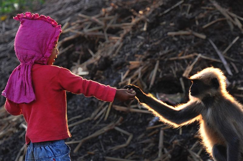 In this photograph taken on December 8, 2017, Indian child Samarth Bangari, 2, feeds bread to a langur monkey in a field near his home in Allapur in India's southwest Karnataka state. u00e2u20acu201d AFP pic