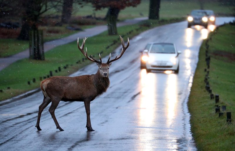 A stag deer stands in the road in Richmond Park, in west London December 27, 2017. u00e2u20acu201d Reuters pic