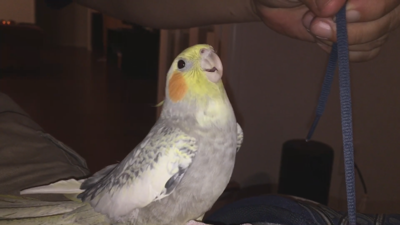 Lucky mimics the melody whenever he feels upset, especially when his owner gets ready to leave the house.