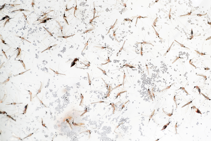 Anopheles minimus mosquitoes are pictured at a lab in the Public Health Ministry in Bangkok November 9, 2017. u00e2u20acu201d Reuters pic