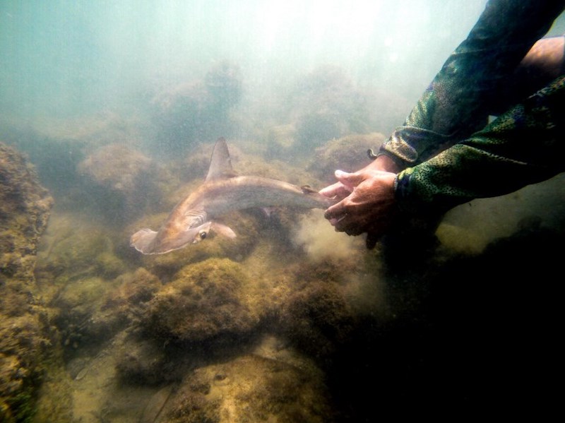 A baby hammerhead shark swims after being reanimated by the Galapagos National Park research team where a shark nursery was discovered along the coast of Santa Cruz Island in Galapagos January 21, 2018. u00e2u20acu201d AFP pic