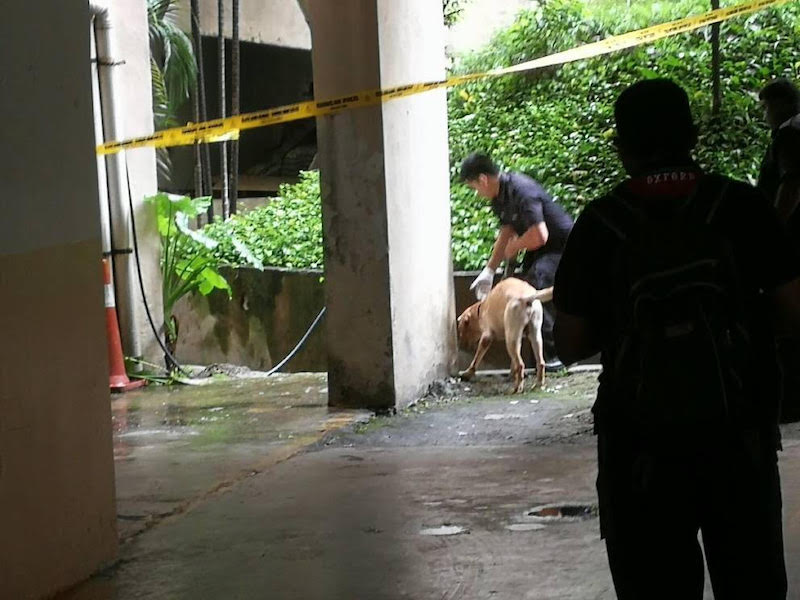 Canine bomb sniffers in the area making sure no other explosives were hidden in the area. u00e2u20acu201d Photo from police source