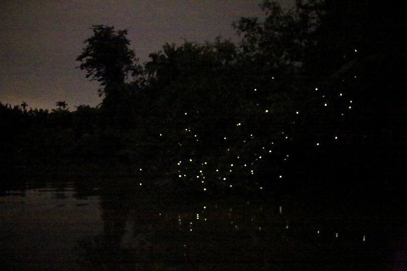 Fireflies are seen flickering at night along the Kuala Sepetang river in Kampung Dew January 10, 2018. — Picture by Marcus Pheong