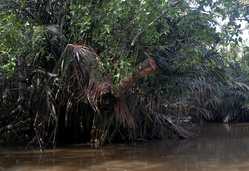 About nine berembang mangrove trees which served as a natural habitat for fireflies along the Kuala Sepetang river have been cut down. — Picture by Marcus Pheong