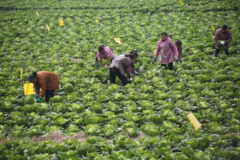 Villagers harvest cabbage at a vegetable farm in Liuzhou, Guangxi Zhuang Autonomous Region, China January 20, 2018. u00e2u20acu201d Reuters pic