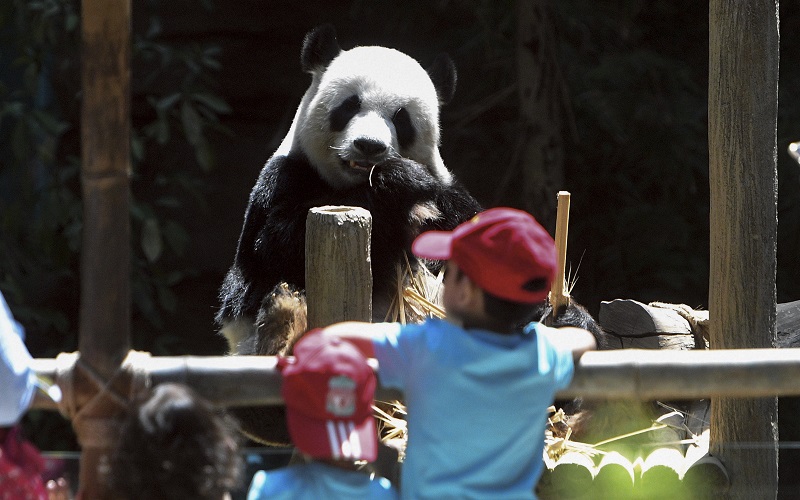 Orang ramai melihat seekor panda yang diberi nama Xing Xing manakala Liang Liang melahirkan anak panda kedua yang masih didalam kurungan untuk tempoh 15 bulan bagi dikuarantin di Kuala Lumpur 18 Januari, 2018. u00e2u20acu201d Foto Bernama