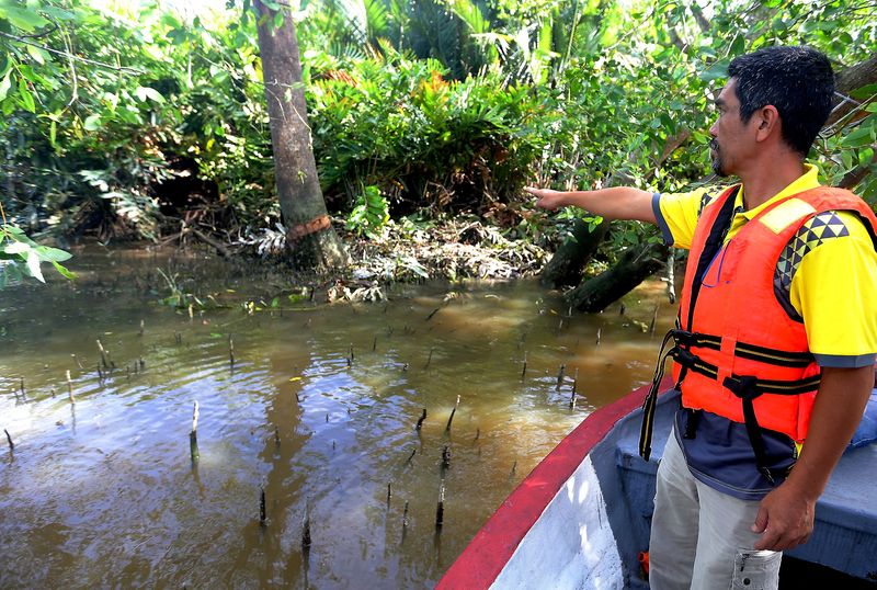 Shamsul Anuar, a boat operator in Kampung Dew showing the mangrove trees that has been marked to be cut down. u00e2u20acu201d Picture by Farhan Najib