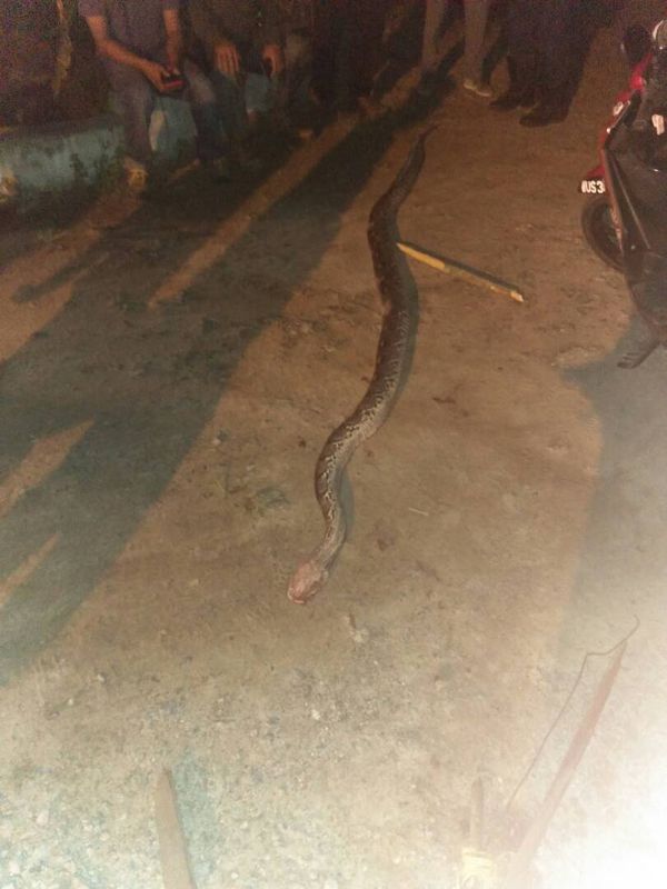 The python after it was beaten to death by passersby.