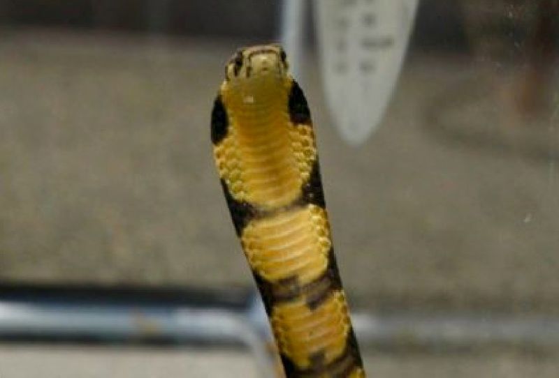 A 45-year-old man in Kota Tinggi died after he was believed to have been bitten by a king cobra. u00e2u20acu201d Reuters pic