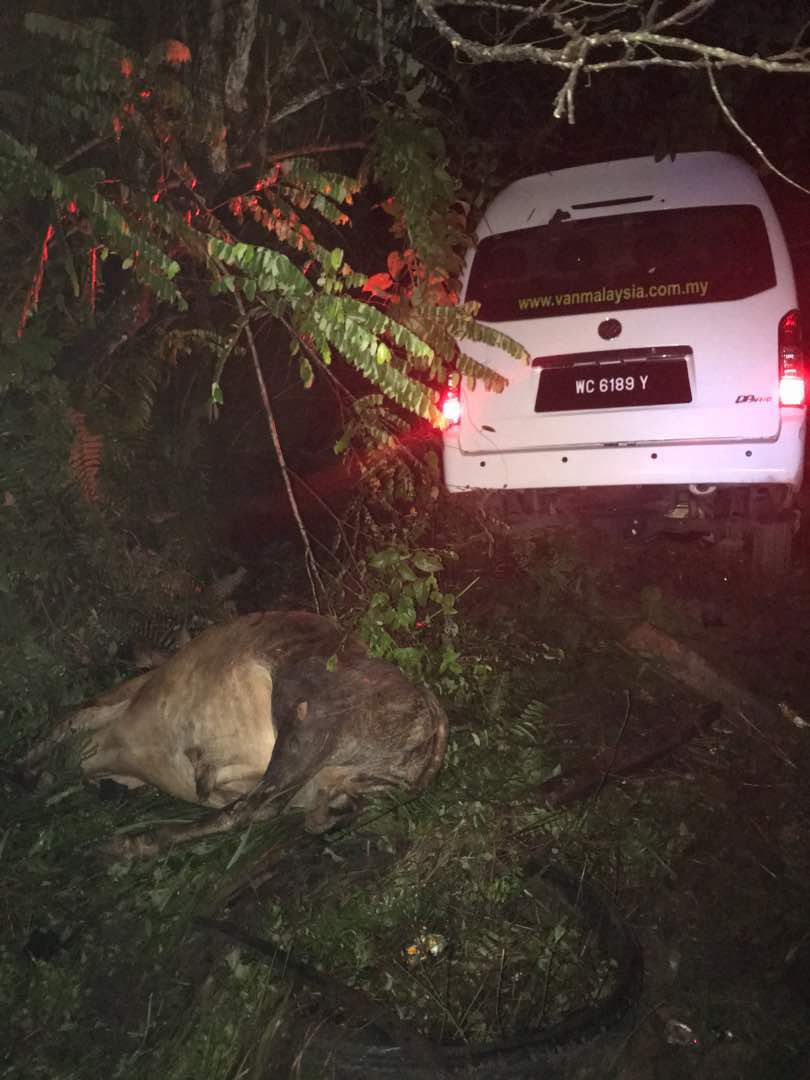 The van reportedly collided with a cow and careened into a ditch along the expressway. u00e2u20acu201d Picture by Marcus Pheong