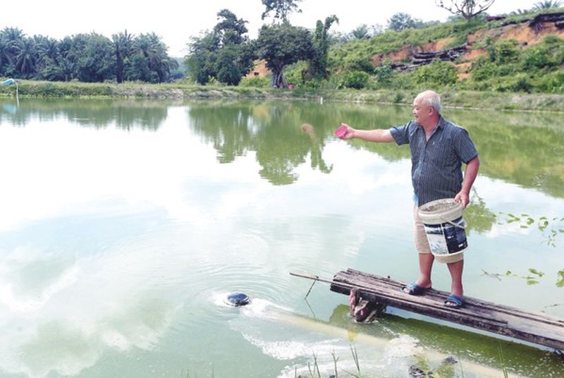 Hon Fatt breeds prawns in ponds next to his house.