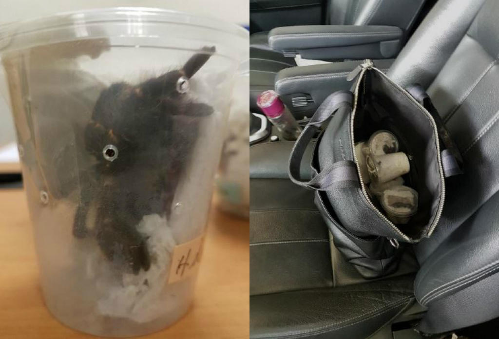 The ICA said that one of its officers found the six live tarantulas in a sling bag in the rear passenger seat.  u00e2u20acu201d Picture by ICA & AVAn