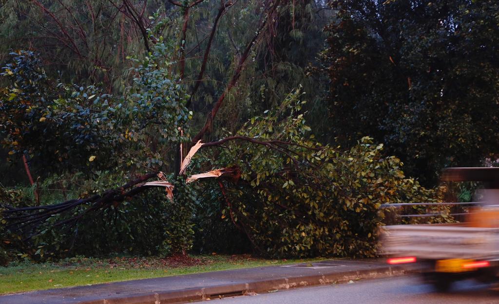 A damaged tree is seen along Seletar North Link after a thunderstorm late Tuesday afternoon. u00e2u20acu201d Raj Nadarajan/TODAY pic