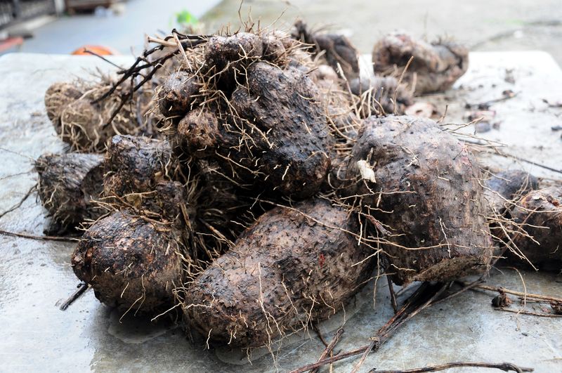 Ubi Gadong or Discorea Hispida is used by Senior Researcher, Center for Marine Fish Research Technology, Tanjung Demong, Besut, Dr Ahmad Daud Om to create hormones for gonad maturation in the process of fish seedling. u00e2u20acu201d Bernama