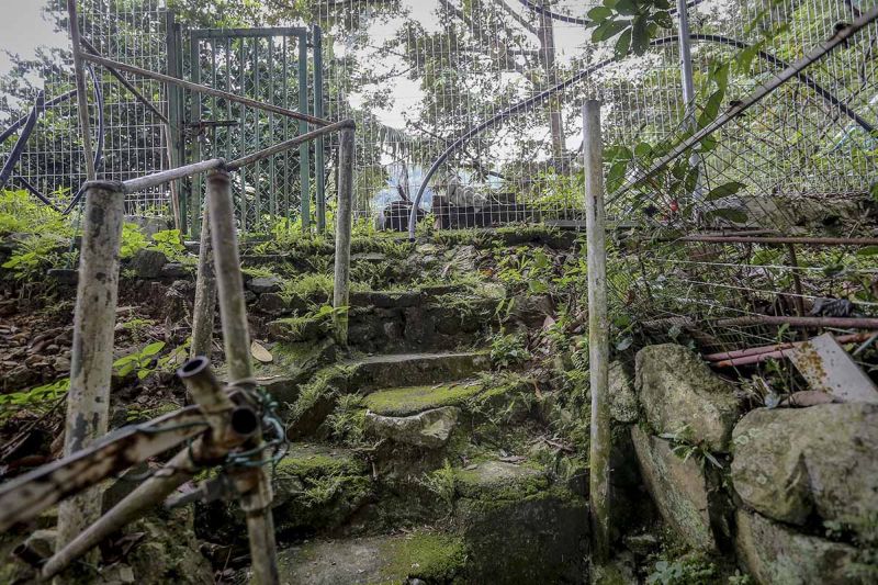 Some residents suspect the cats were poisoned by the person who cleared a section of jungle behind the condominium to make a small plantation.