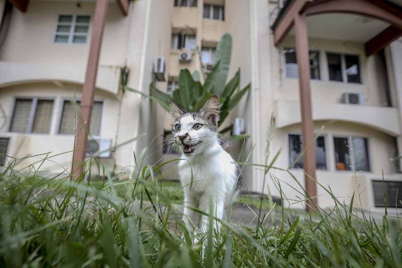 Stray cats are seen roaming around within the grounds of Sri Kenangan Condominium in Wangsa Maju.