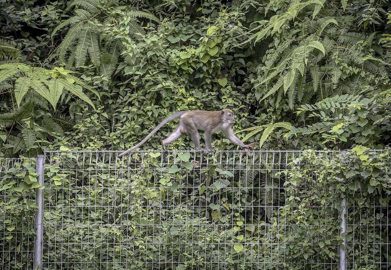 Residents think the culprit may have put out the poison to stop monkeys living in the jungle behind the condominium.