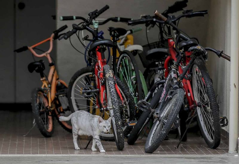 A stray cat roams freely around the compound of the condominium.