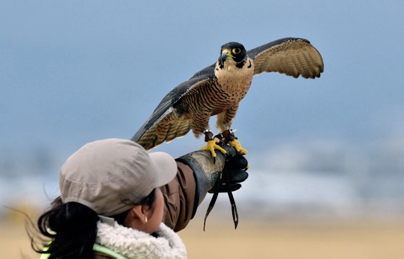A Peregrine falcon (Falco peregrinus) is being prepared by personnel of the Fumigation and Avian Control company to be released to patrol the runways and air space over Mexico City's Benito Juarez International Airport January 29, 2018. u00e2u20acu201d AFP pic