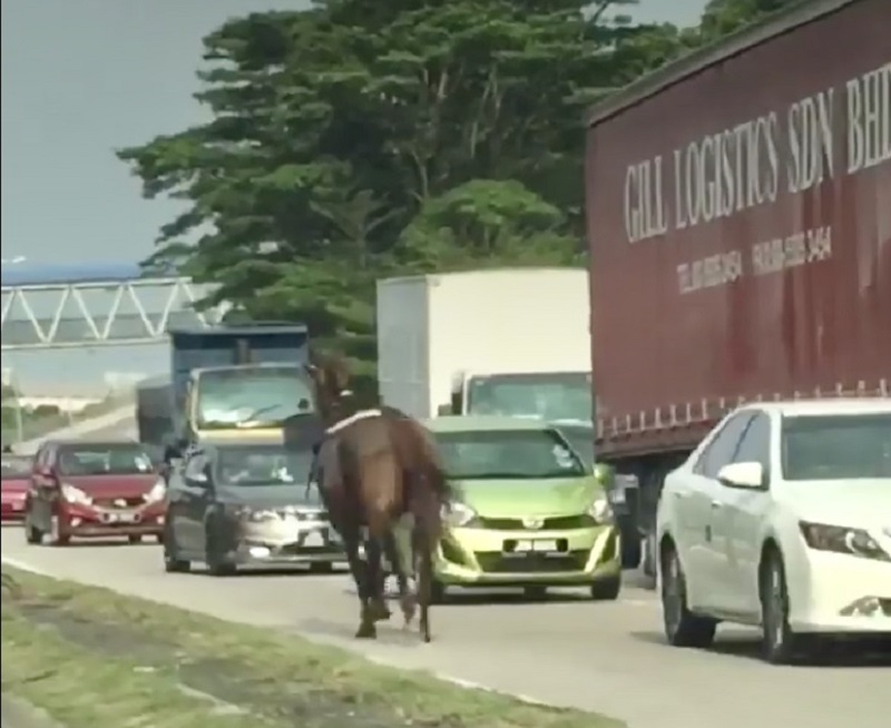 A screen capture of the runaway horse cantering along the main road of Bandar Baru Permas Jaya in Johor Baru on Thursday afternoon. u00e2u20acu201d Picture via Facebook/Kloon Tan 