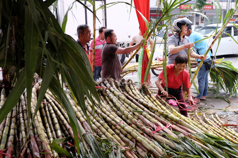 Sugarcane is one of the most important items of offering for the Hokkien people in Penang during the Jade Emperor’s birthday celebrations. 