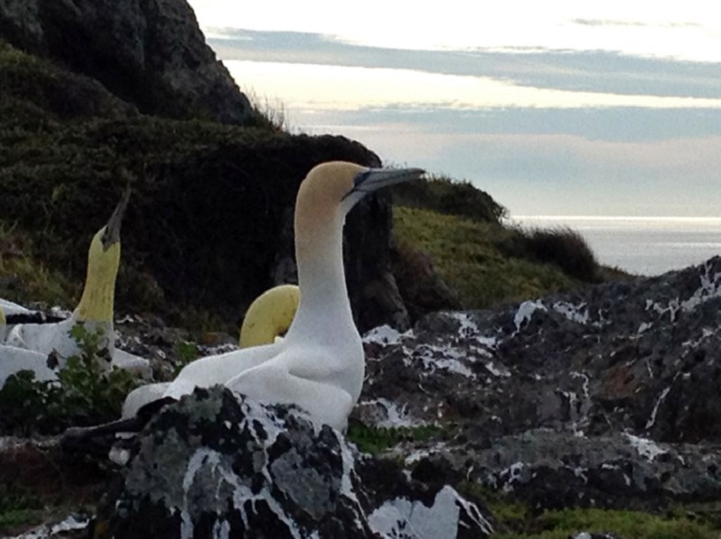 This undated handout picture provided by the Friends of Mana Island and released on February 7, 2018 by the Department of Conservation  New Zealand shows a gannet named Nigel (right) sitting amongst fake concrete birds on the Mana Island off the Wellingto