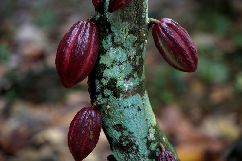 Cocoa pods are seen in a cocoa farm in Anyama, Ivory Coast, July 21, 2017. u00e2u20acu201d Reuters pic
