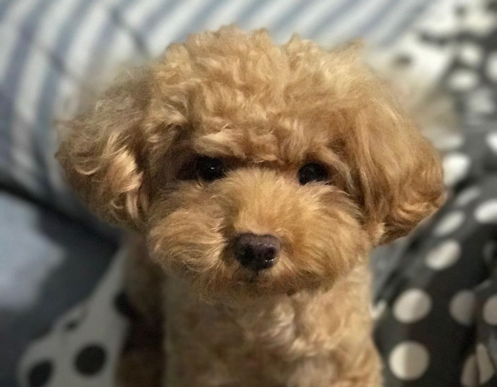 A photo of Treasure, the dog which died after it was abused by Gerald Kok Zhin Oi. u00e2u20acu201d Picture courtesy of AVA