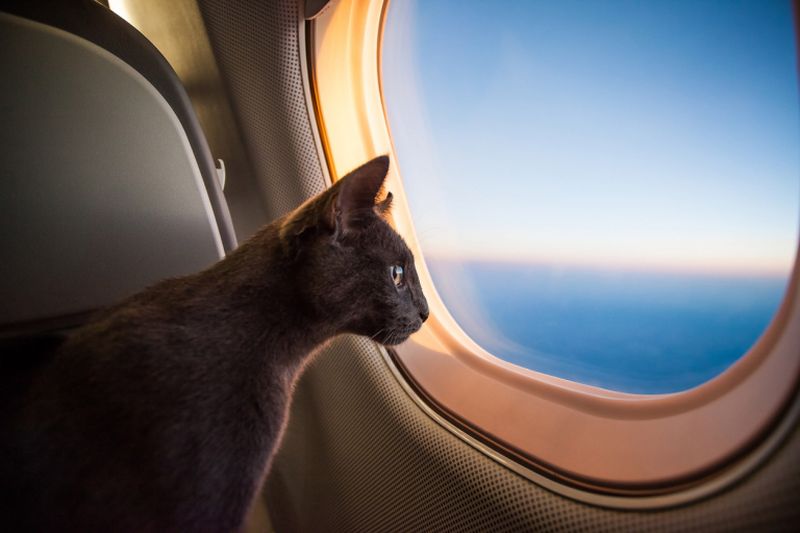 In-flight emotional support animals are a hot topic this year. u00e2u20acu2022 AFP pic