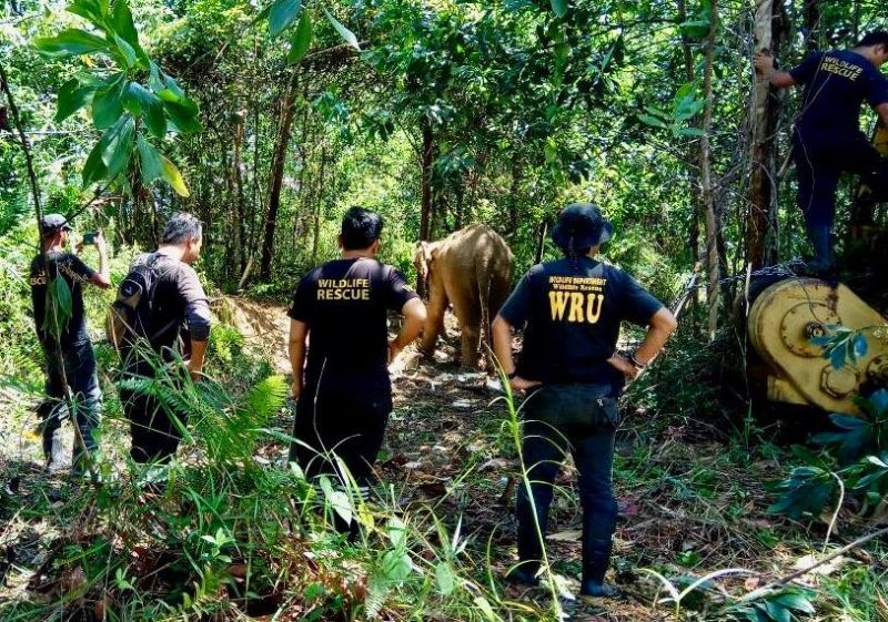Sabah Wildlife Department and Wildlife Rescue Unit rangers have been working round the clock for over a month to control a group of elephants who have been thrashing farmland and terrorising villages in central Sabah. u00e2u20acu201d Picture courtesy of Sabah Wildlif