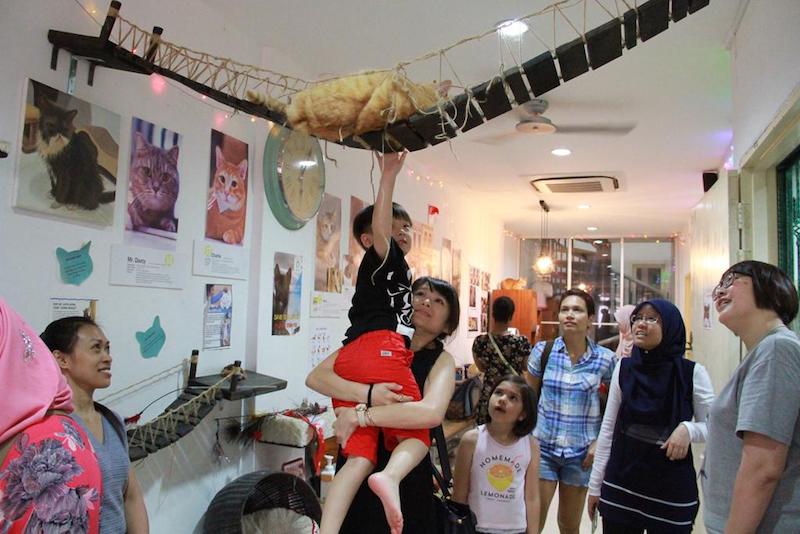 Visitors playing with cats at The Cat Museum in Singapore September 7, 2017. u00e2u20acu201d TODAY pic