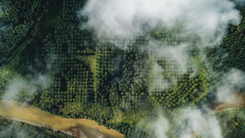 A giant SOS carved into an oil palm plantation in Sumatra by Lithuanian artist Ernest Zacharevic to draw attention to the damage caused by deforestation to wildlife and indigenous people in Indonesia. u00e2u20acu201dPicture courtesy of Ernest Zacharevic. 
