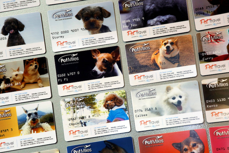u00e2u20acu02dcPet Milesu00e2u20acu2122 member cards, issued by Life Travel, are displayed at their office in Hong Kong March 5, 2018. u00e2u20acu201d Reuters pic