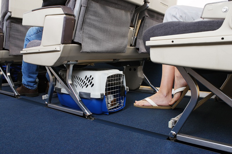 Tips on how to travel safely with your pet include acclimatizing the animal to its kennel and refraining from giving it solid food six hours before the flight. u00e2u20acu201d AFP pic
