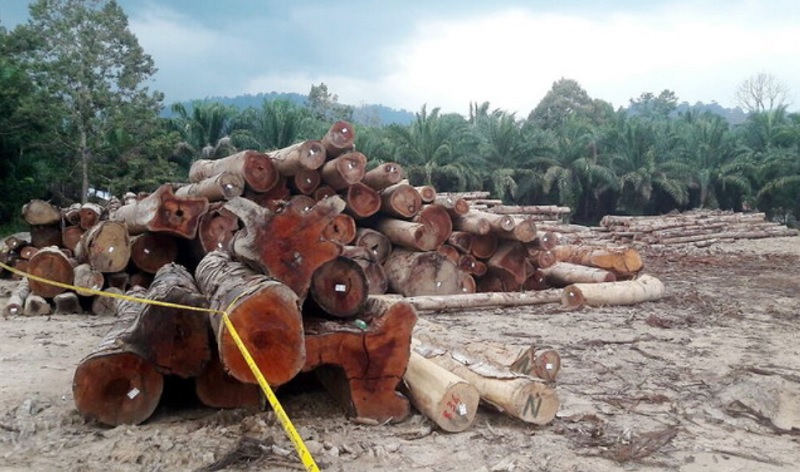 Kayu balak dianggarkan bernilai jutaan ringgit dipercayai ditebang secara haram di Hutan Simpan Krau di Kuala Krau di Temerloh 15 Julai, 2017.  u00e2u20acu201d Foto Bernama