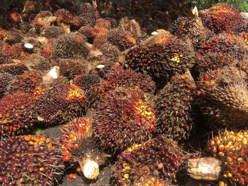 Palm oil fruit bunches at a dealer collection centre near Johor March 22, 2018. Thomson Reuters Foundation / Michael Taylor
