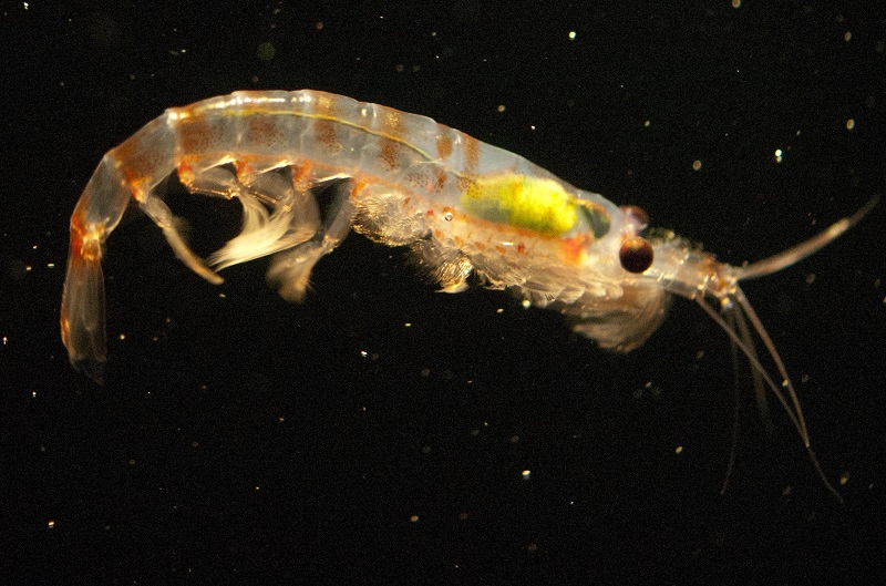 Krill could prove secret weapon in ocean plastics battle | Malay Mail