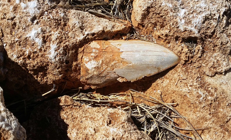 This undated hand out picture released by the Department of Biodiversity, Conservation and Attractions on March 12, 2018 shows a giant fossilised tooth from a prehistoric shark in the Cape Range National Park, Western Australia. u00e2u20acu2022 AFP pic