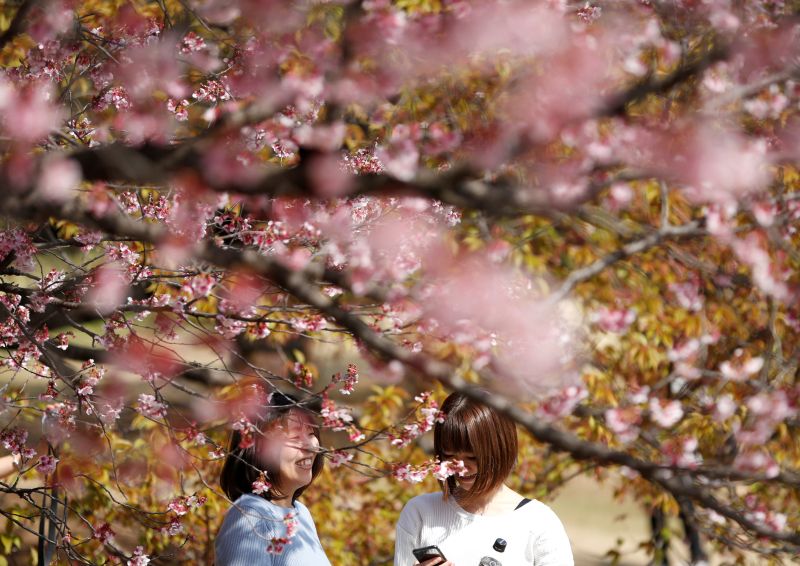 Visitors look at early flowering Kanzakura cherry blossoms in full bloom at the Shinjuku Gyoen National Garden in Tokyo, Japan March 14, 2018. u00e2u20acu201d Reuters pic